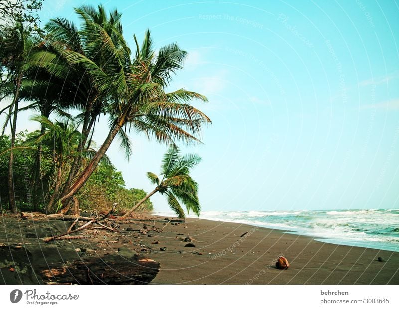 lieblingsstrand Ferien & Urlaub & Reisen Tourismus Ausflug Abenteuer Ferne Freiheit Natur Landschaft Himmel Baum exotisch Palme Kokosnuss Wellen Küste Strand