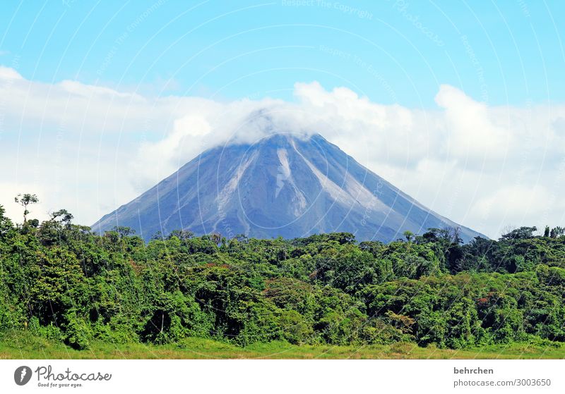 lebensnotwendig | regenwald Sonnenlicht Kontrast Licht Tag Menschenleer Außenaufnahme Farbfoto Lavafeld Eruption schön fantastisch exotisch außergewöhnlich