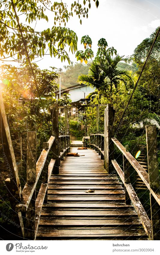 lieblingsbrücke Palme Hund Fernweh Iban authentisch Malaysia Borneo Freiheit Abenteuer Urlaub reisen Ferne Sarawak Ferien & Urlaub & Reisen außergewöhnlich