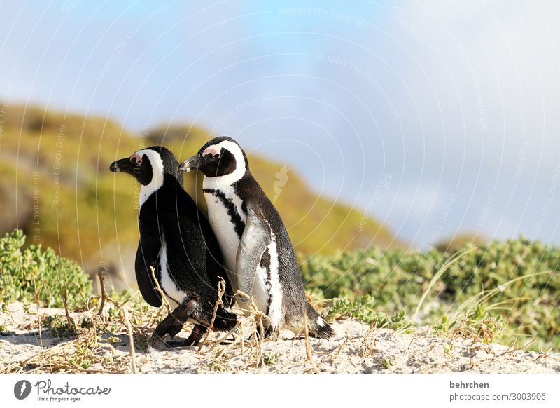 watschel popatschel Natur Ferien & Urlaub & Reisen Ferne Abenteuer Wildtier Flügel Vogel Brillenpinguin Freiheit Küste Strand Pinguin Tierpaar Bucht Tourismus