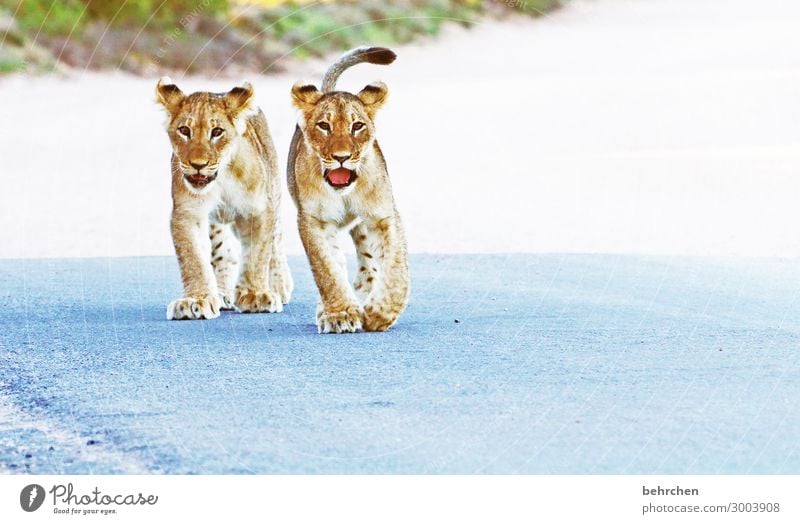 halbstarke Ferien & Urlaub & Reisen Tourismus Ausflug Abenteuer Ferne Freiheit Safari Natur Wildtier Tiergesicht Fell Löwe 2 Tierjunges außergewöhnlich exotisch