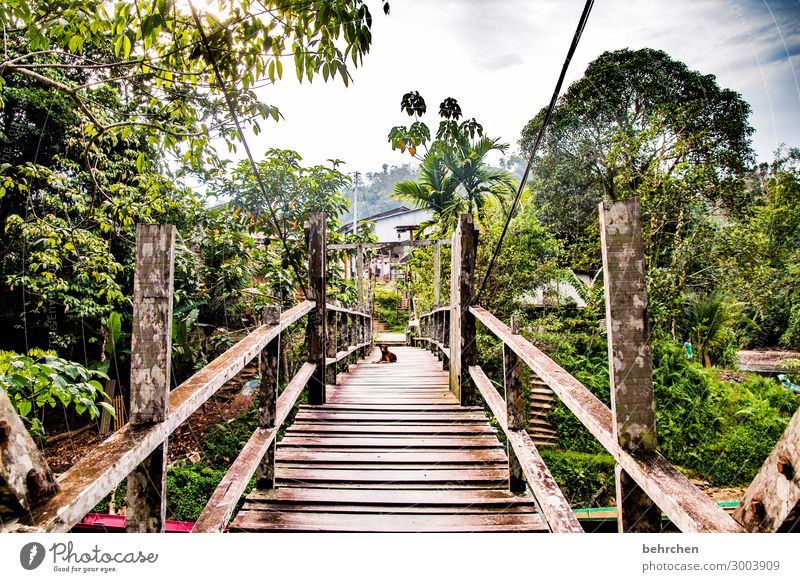 brücken bauen... Ferien & Urlaub & Reisen Tourismus Ausflug Abenteuer Ferne Freiheit Natur Landschaft Himmel Wolken Urwald Flussufer außergewöhnlich exotisch