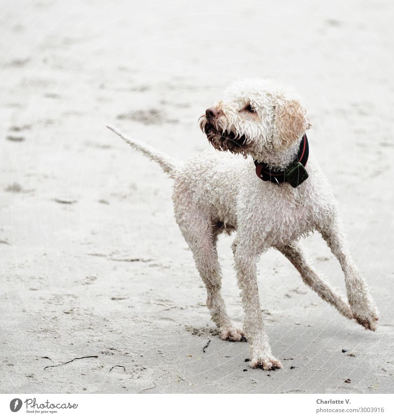 Kehrtwende Natur Sand Strand Locken Tier Haustier Hund Lagotto Romagnolo Wasserhund 1 Bewegung drehen Tanzen toben elegant frech Fröhlichkeit hell nass niedlich