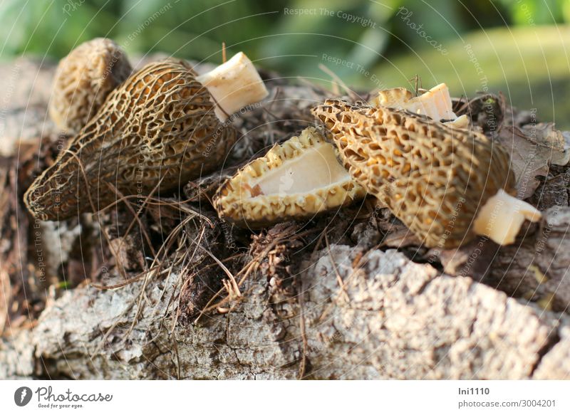 Pilze Spitzmorcheln Umwelt Natur Pflanze Erde Frühling Garten Wald braun gelb schwarz weiß Morcheln hohl Rindenmulch Baumrinde zerkleinert Spitze Farbfoto