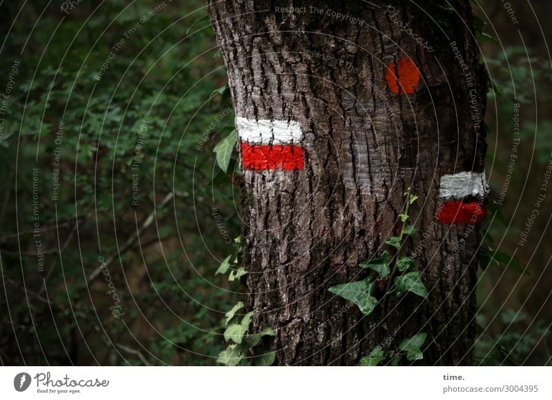 still the right way | on the road again Umwelt Natur Landschaft Pflanze Baum Efeu Blatt Baumstamm Baumrinde Wald Zeichen Schilder & Markierungen Linie Streifen