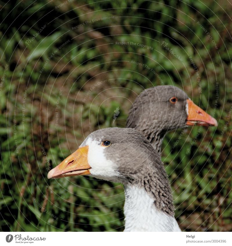 Nahaufnahme von zwei Gänsen, die hintereinander stehen und die Köpfe in entgegengesetzte Richtung halten Umwelt Natur Pflanze Tier Nutztier Vogel Tiergesicht