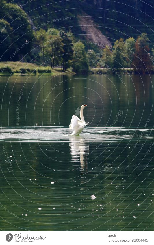 Aufstehen Natur Wasser Pflanze Baum Hügel Alpen Küste Seeufer Tier Vogel Schwan Flügel 1 Schwimmen & Baden grün Kraft schön Farbfoto Außenaufnahme Menschenleer