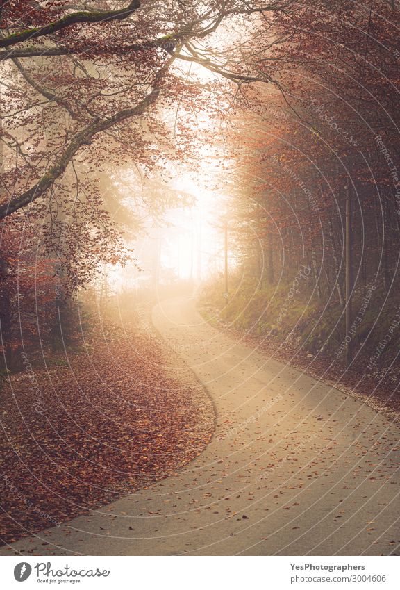 Geschwungene Gasse in nebligem Herbstwald schön Natur Landschaft Nebel Baum Blatt Park Wald Straße Wege & Pfade rot Perspektive Oktober vor Asphalt herbstlich