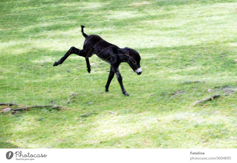 ausgelassen Umwelt Natur Pflanze Tier Urelemente Erde Sommer Gras Park Wiese Fell 1 Tierjunges frech klein natürlich niedlich verrückt wild weich grün schwarz