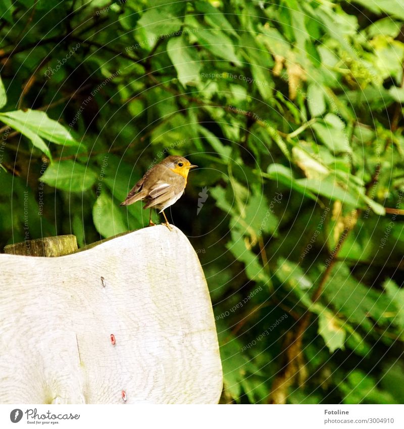 Braunkehlchen Umwelt Natur Pflanze Tier Sommer Sträucher Blatt Grünpflanze Garten Park Wildtier Vogel 1 frei hell klein natürlich braun grün Parkbank Holz