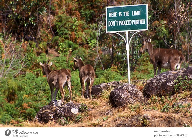 Im Dilemma Tier Wildtier 2 Tierpaar Hinweisschild Warnschild lustig Tahr Schneeziege Kirchenraum verweigern Zufluchtsort Wartehäuschen Asyl Wegweiser Zwickmühle