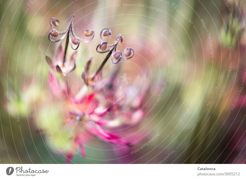 Wiesenkraut, die Fruchtstände des Storchenschnabel Natur Pflanze Sommer Gras Blatt Blüte Wildpflanze Garten Feld Blühend verblüht dehydrieren Wachstum schön