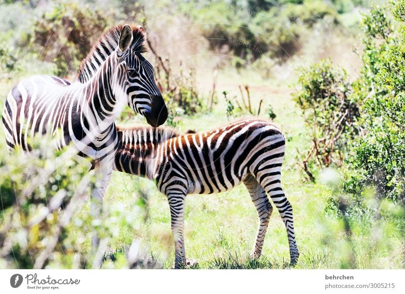 gemeinsam Tierfamilie Tiergesicht Fernweh Tag Licht Tierporträt Wildnis Menschenleer Außenaufnahme Farbfoto Tierschutz wild Sträucher Natur beeindruckend