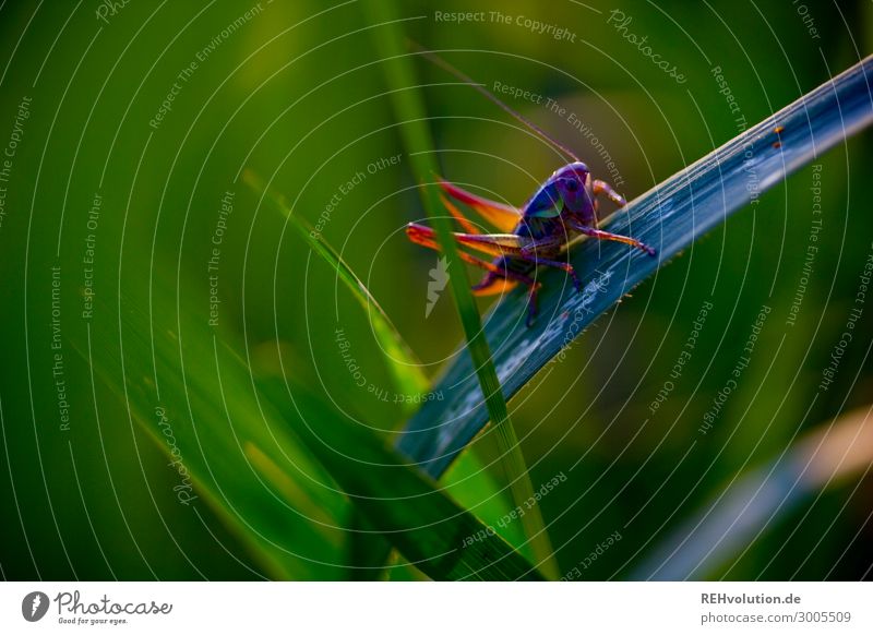 Grashüpfer im Gras Umwelt Natur Wiese Tier Wildtier Insekt Heuschrecke 1 hocken außergewöhnlich natürlich grün achtsam Wachsamkeit beweglich ästhetisch Idylle