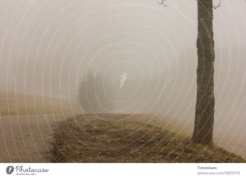 Im Nebel tappen Ferien & Urlaub & Reisen Umwelt Natur Landschaft Himmel Wolken Herbst Baum Wald Wege & Pfade natürlich Gefühle Erwartung Vergänglichkeit gehen