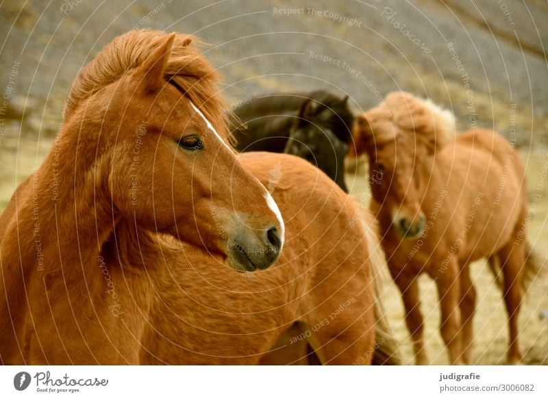 Island Ferien & Urlaub & Reisen Tourismus Natur Haare & Frisuren brünett Tier Nutztier Wildtier Pferd Tiergesicht Island Ponys 3 Tiergruppe nah natürlich schön