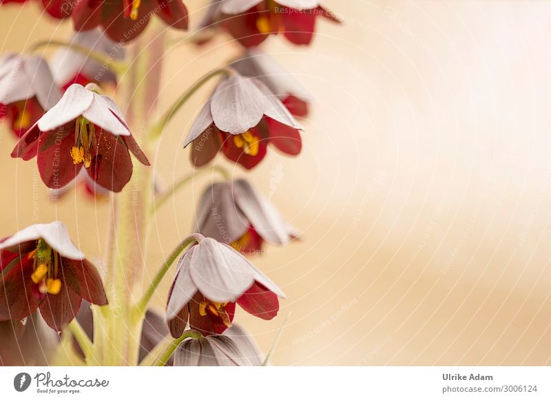 Persische Kaiserkrone ( Fritillaria persica ) Schwache Tiefenschärfe Sonnenlicht Menschenleer Makroaufnahme Detailaufnahme Nahaufnahme Außenaufnahme Farbfoto