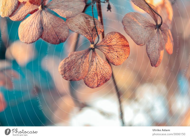 Verblühte Hortensien Wellness harmonisch Wohlgefühl ruhig Meditation Spa Tapete Trauerfeier Beerdigung Natur Pflanze Herbst Winter Blüte Hortensienblüte