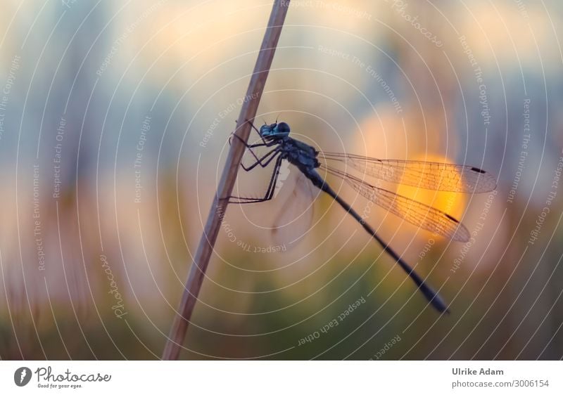 Libelle im Abendlicht Design Natur Tier Sommer Feld Flussufer Moor Sumpf Libellenflügel Insekt 1 hocken warten ästhetisch natürlich niedlich wild weich blau