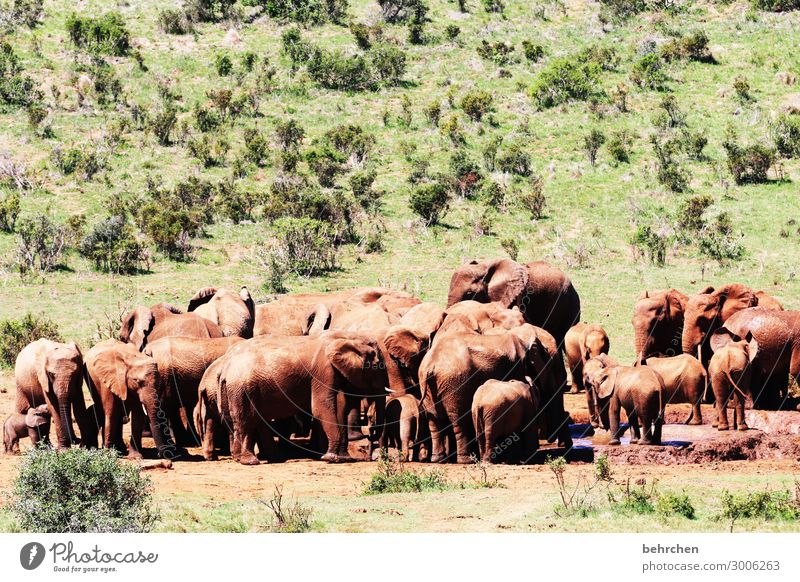 badetag Tierliebe Wildnis Fernweh Respekt stark Kraft gewaltig Ausflug Tourismus Ferien & Urlaub & Reisen Freiheit Ferne addo elefantenpark Abenteuer Safari