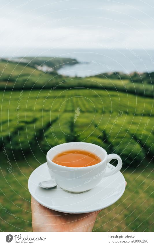 Tasse schwarzer Tee vor Teeplantage und Meer, São Miguel, Azoren Getränk Heißgetränk Landschaft Pflanze Nutzpflanze Teepflanze Plantage Küste Portugal Gefühle