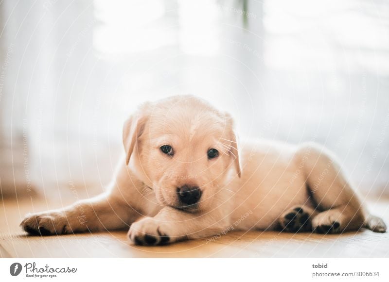 Hundewelpe / Labrador Retriever Tier Haustier 1 beobachten liegen kuschlig Geborgenheit Tierliebe Wohlgefühl Welpe Fell Farbfoto Innenaufnahme Nahaufnahme