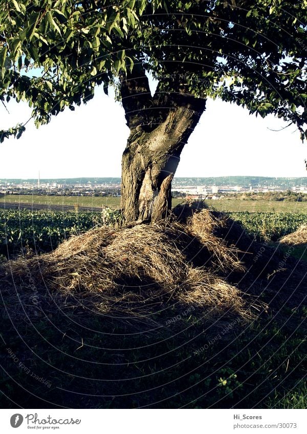 Heubaum Baum Licht Baumstamm Blatt Feld Dresden Landschaft Natur Amerika