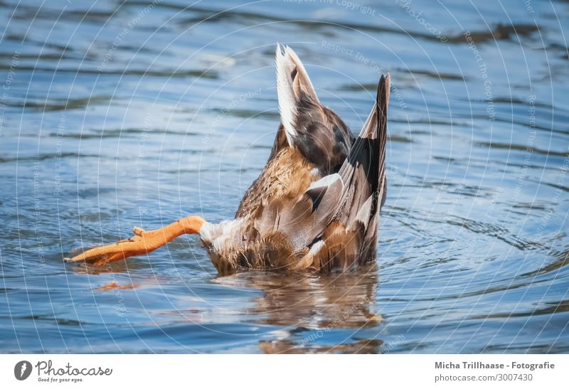 Abtauchen Natur Tier Wasser Wassertropfen Sonnenlicht Schönes Wetter See Wildtier Vogel Flügel Ente Stockente Feder gefiedert Beine Schwimmhaut 1 lustig nah