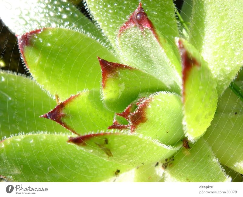 Blüte frisch Natur Detailaufnahme Wassertropfen Nahaufnahme