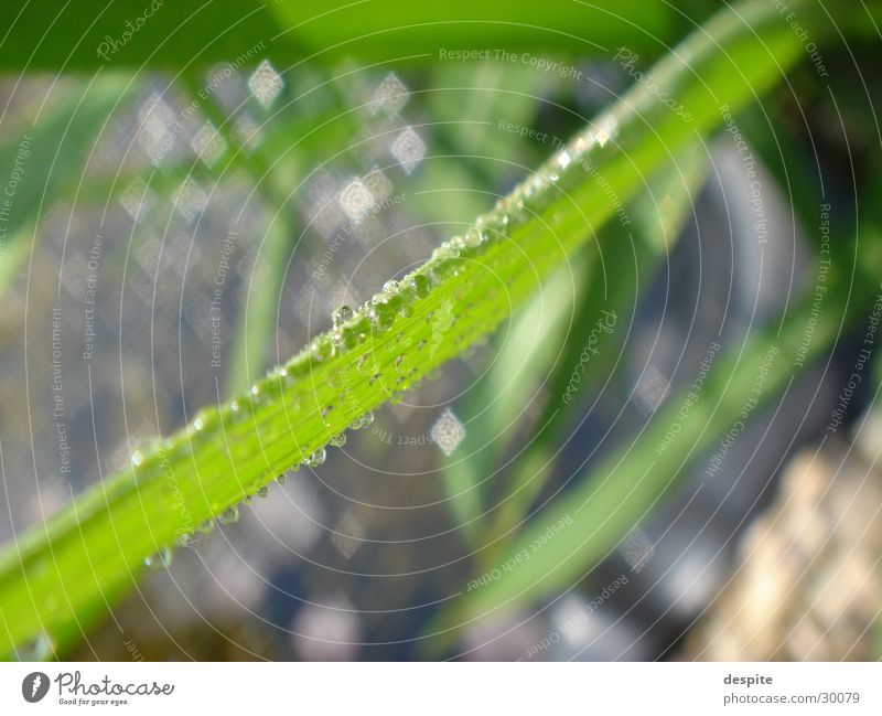 Drops water Reflexion & Spiegelung Wasser Wassertropfen Detailaufnahme Natur