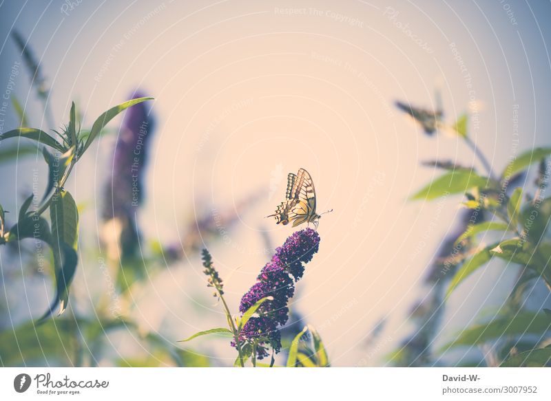 Schmetterlingsflieder... Freund oder Feind? Leben Kunst Kunstwerk Umwelt Natur Sonne Frühling Sommer Klima Klimawandel Wetter Schönes Wetter Blatt Blüte