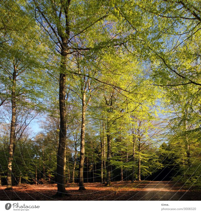 Community Umwelt Natur Landschaft Frühling Schönes Wetter Baum Wald Lebensfreude Frühlingsgefühle Verschwiegenheit Zusammensein Gelassenheit ruhig Duft erleben