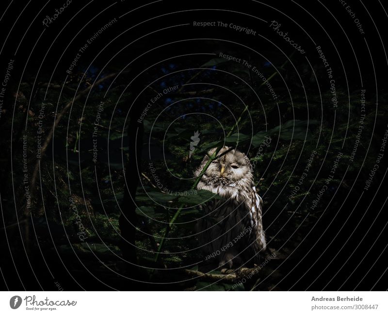 Kauz Natur Wald Tier Maus 1 warten Neugier Überleben Eulenvögel Waldtier Greifvogel Nachtjäger Feder Müdigkeit Tierporträt dunkel Farbfoto Außenaufnahme