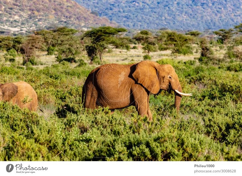 Ein alter Elefant in der Savanne Spielen Ferien & Urlaub & Reisen Safari Natur Tier Park groß Afrika Kenia Samburu Afrikanisch Schlacht Verhalten kämpfen