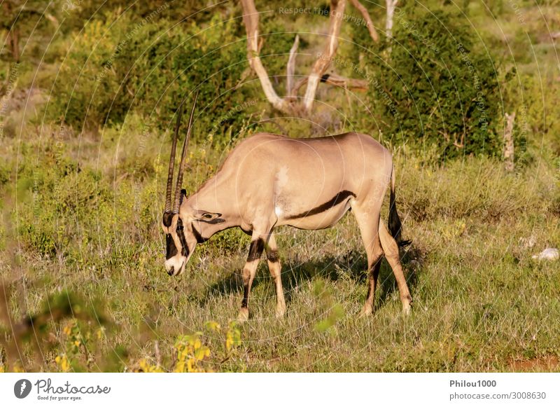 Einsamer Oryx auf der Weide in der Savanne Essen Gesicht Safari Umwelt Natur Tier Gras Fressen Afrika Kenia Samburu Afrikanisch Antilopen Beisa Buchse Erhaltung