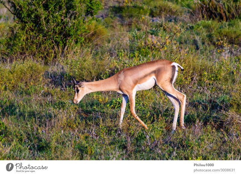 Einsame Springbockweide elegant Gesicht Spielen Safari Mann Erwachsene Natur Tier Gras hören fantastisch niedlich wild rot Afrika Kenia Samburu reizvoll