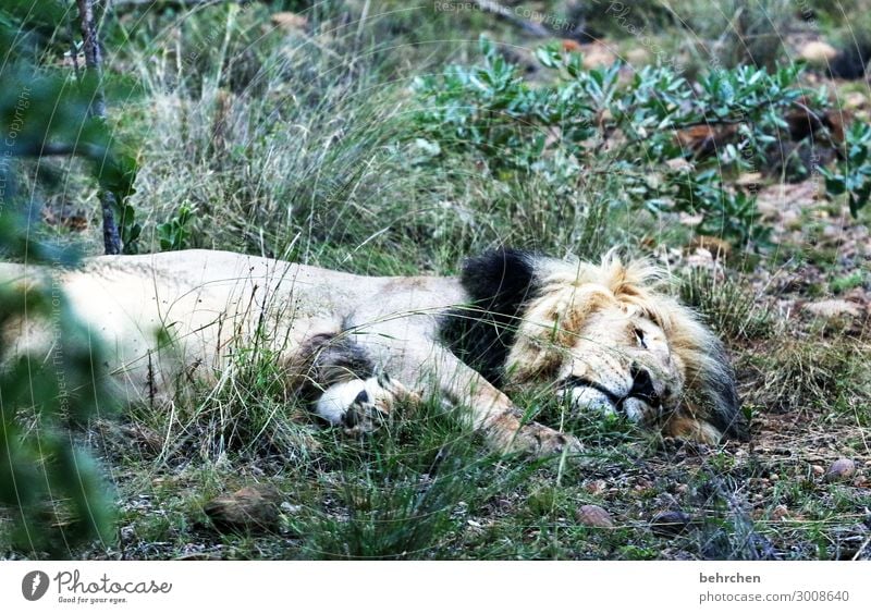 montagmorgäääähn Ferien & Urlaub & Reisen Tourismus Ausflug Abenteuer Ferne Freiheit Safari Wildtier Tiergesicht Fell Löwe 1 beobachten Erholung Fressen