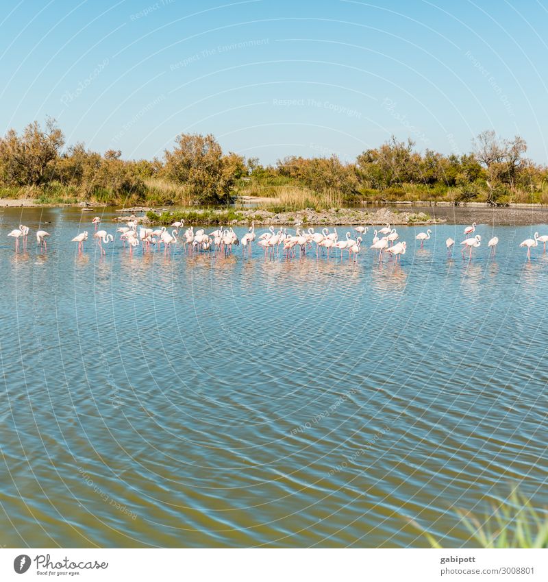 Flamingos / Camargue Umwelt Natur Landschaft Wasser Himmel Sträucher Seeufer Bucht Frankreich Tier Tiergruppe Rudel exotisch natürlich blau mehrfarbig rosa