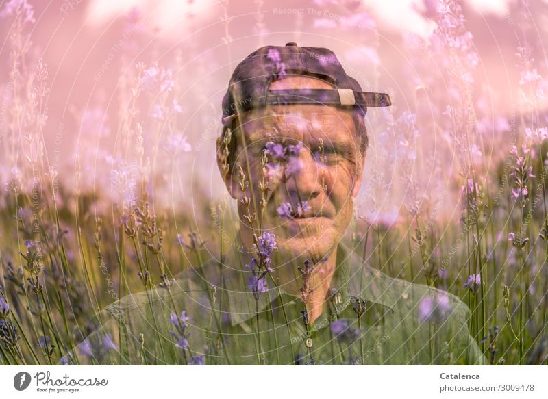 Doppelbelichtung; Männergesicht und Lavendel maskulin 1 Mensch Landschaft Pflanze Sommer Blume Gras Blatt Blüte Garten Mütze Blühend Duft schön grün violett