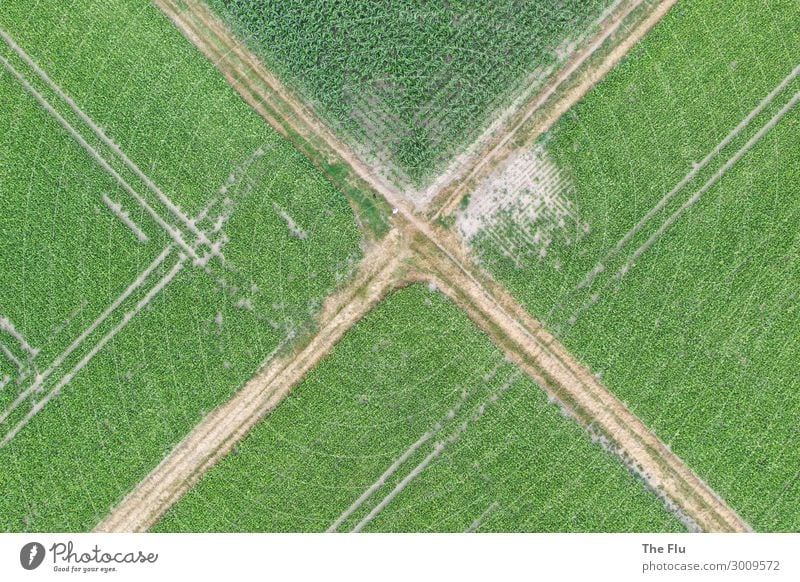 Kreuzwege Sommer Landwirtschaft Forstwirtschaft Umwelt Natur Landschaft Pflanze Mais Maisfeld Rübenfeld Feld Menschenleer Wege & Pfade Wegkreuzung Traktor