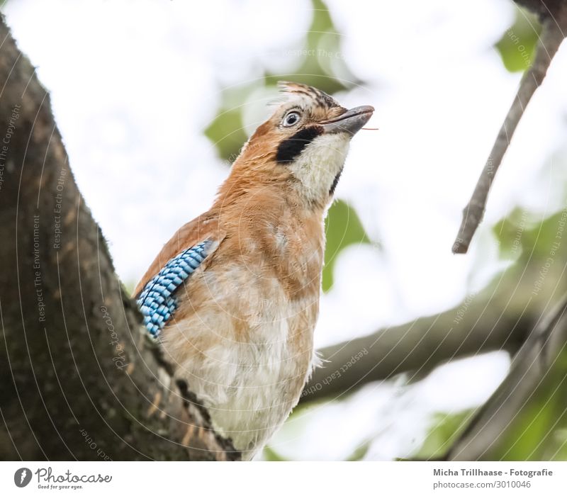 Eichelhäher beobachtet die Umgebung Natur Tier Himmel Sonnenlicht Baum Blatt Zweige u. Äste Wildtier Vogel Tiergesicht Flügel Kopf Schnabel Auge Feder gefiedert