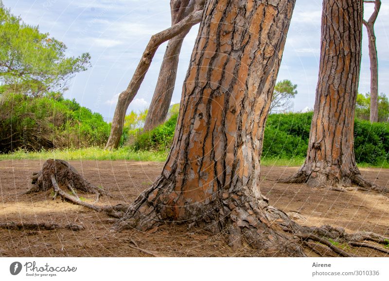 durch dick und dünn Natur Pinie Baumstamm Wald Italien Baumrinde Holz Wachstum natürlich braun grün Kraft Willensstärke rotbraun Neigung Farbfoto Außenaufnahme