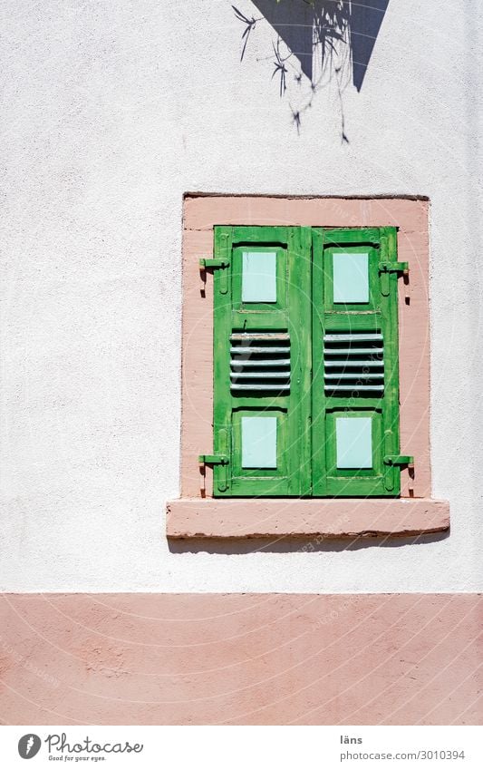 Fassadenbegrünung l Fensterladen geschloßen Altstadt Haus Gebäude Mauer Wand eckig Pflanze Schutz Wetterschutz Sichtschutz Grenze Privatsphäre Farbfoto