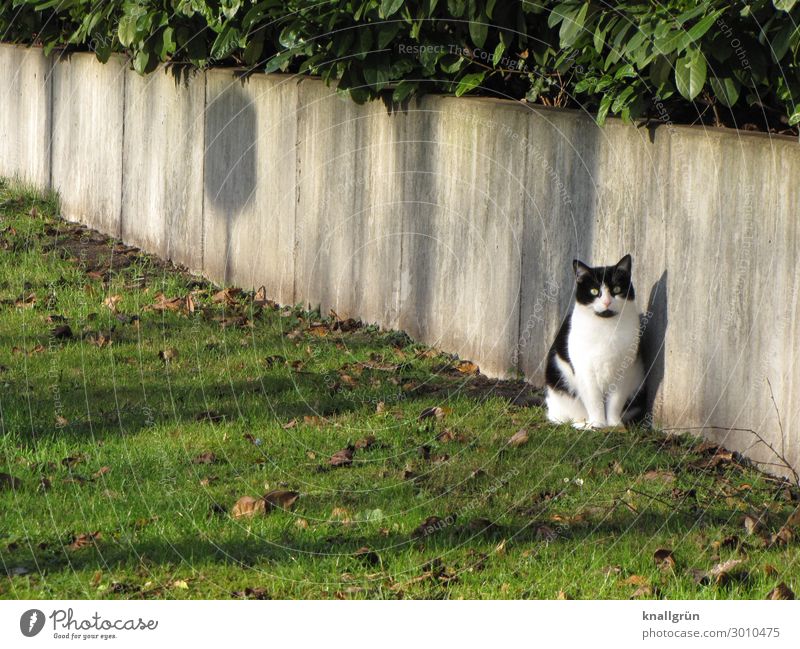 Stadtkatze Pflanze Gras Sträucher Grünpflanze Stadtrand Mauer Wand Tier Haustier Katze 1 Kommunizieren Blick sitzen grau grün schwarz weiß Gefühle Tierliebe