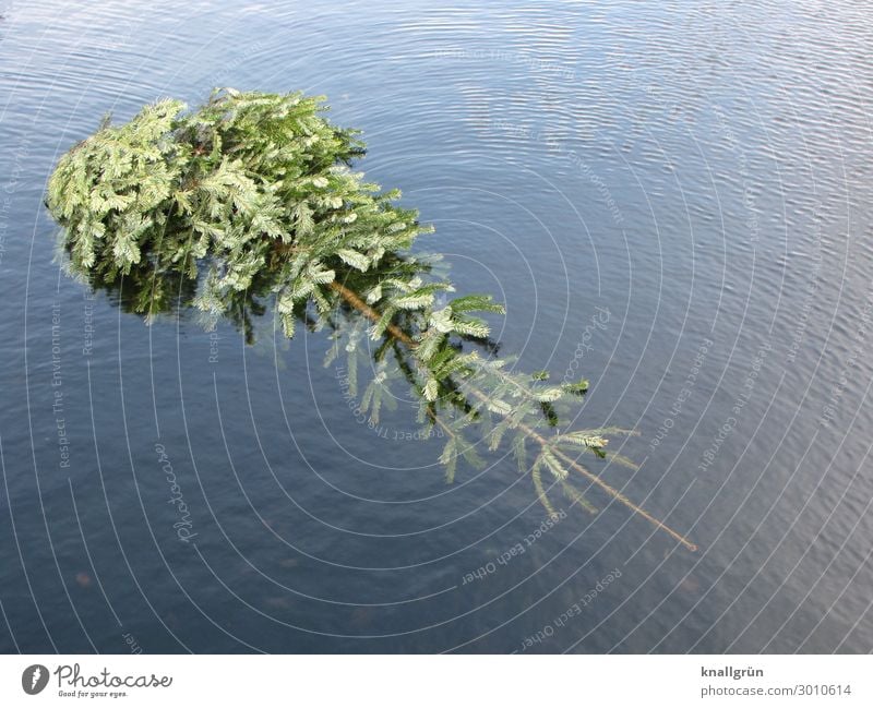 Oh du fröhliche! Umwelt Natur Pflanze Wasser Winter Baum Tanne See Weihnachtsbaum liegen Schwimmen & Baden nass Stadt blau grün Gefühle verschwenden Ende