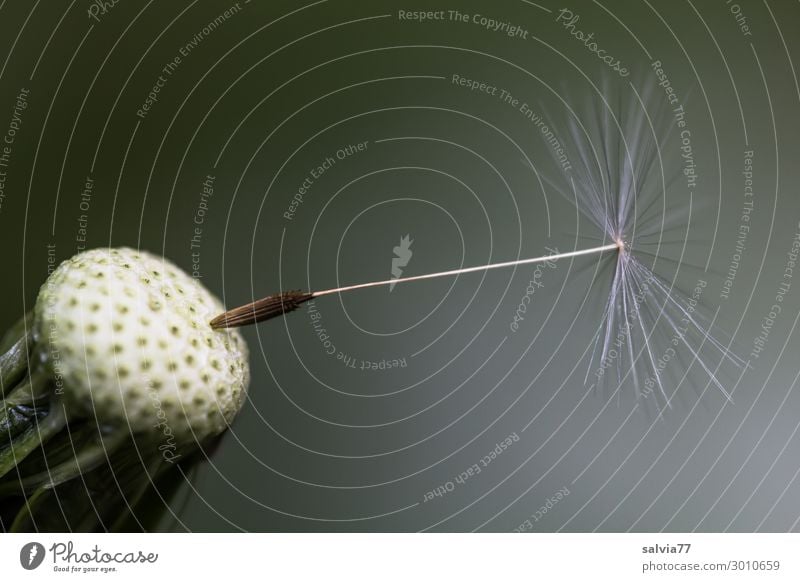 last but not least Umwelt Natur Pflanze Frühling Blüte Wildpflanze Samen Löwenzahn Wiese ästhetisch Leichtigkeit Wandel & Veränderung filigran zart leicht
