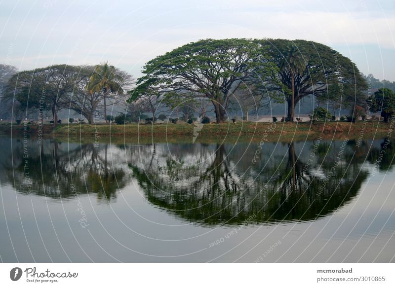 Bäume und Reflexionen ruhig Winter Natur Landschaft Wasser Nebel Baum Blatt Teich See ästhetisch kalt grau schwarz friedlich Gelassenheit Dunst Bild Windstille