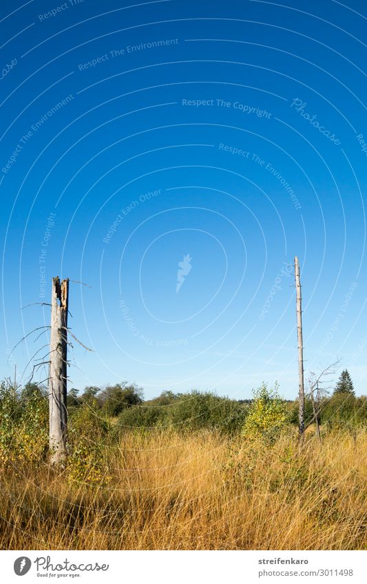 Übersichtlich wandern Umwelt Natur Landschaft Pflanze Wolkenloser Himmel Sommer Schönes Wetter Baum Gras Sträucher Moor Sumpf Hohes Venn Hochmoor