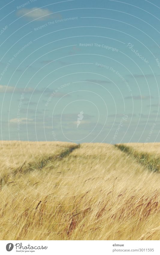 Getreidefeld Umwelt Himmel Horizont Sommer Schönes Wetter Gerste Gerstenfeld Gerstenähre Feld Kulturlandschaft Leitspur Dekowolke Reifezeit blond gelb gold