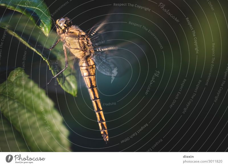 Abendlicher Besucher Umwelt Natur Pflanze Tier Wildtier Libelle Insekt 1 sitzen warten klein filigran Farbfoto Außenaufnahme Nahaufnahme Makroaufnahme